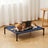 Dog resting on the Bris raised bed
